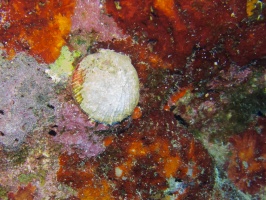 Spiny Fileclam IMG 7320